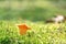 One mushroom chanterelle in moss