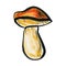 One mushroom close up. Autumn concept