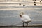 One mute swan cleaning feathers beside water at sunset. Cygnus olor. Backgrounds of flock waterbirds. Beauty in nature. Lausanne,