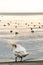 One mute swan cleaning feathers beside water at sunset. Cygnus olor. Backgrounds of flock waterbirds. Beauty in nature. Lausanne,