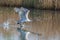 One mute swan cygnus olor takeoff, water surface, spread wings