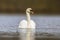 one mute swan swimming on a reflecting lake (Cygnus olor