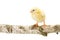 One newborn chicken standing on wooden branch