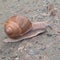 One nice snail