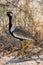 One northern black korhaan close-up walking in savanna