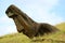 One of numerous unfinished huge Moai statues on the slope of Rano Raraku volcano, Archaeological site in Easter Island, Chile