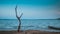 One old dried tree in sand beach  and blue sky, loneliness concept, desert landscape copy space