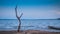 One old dried tree in sand beach and blue sky, loneliness concept, desert landscape copy space