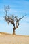 One old dried tree in yellow desert sands and blue sky, loneliness concept, desert landscape