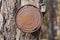 one old round iron brown rusty tin can hanging on a pine tree
