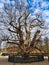 One of the oldest trees in the Netherlands