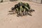 One of the Oldest Welwitschia mirahilis plants in the World