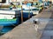 One one dog running early morning colourful fishing village Marsaxlokk, Malta