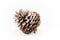 One open pine cone sprinkled with snow on a white background.