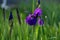 One open and several unopened Japanese Iris blossoms