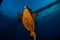 One orange Boxfish swimming in the Red Sea