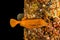 One orange Boxfish swimming in the Red Sea, Eilat Israel