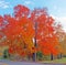 one orange color sugar maple tree next to rural highway in Fall, blue sky, white clouds