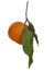 One orange fruit with leaves hanging on a twig isolated on white background. Long, thin vertical image.