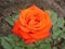 One orange hybrid rose flower \'Tea Time\'