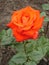 One orange hybrid rose flower \'Tea Time\'