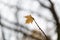 One orange maple leaf hangs on the branch
