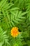 One Orange Marigold Flower among Green Leaves - Natural Botany Background - Tagetes Erecta