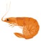 One orange shrimp