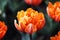 One orange variegated multi-petalled tulips grows on a flower bed.