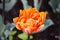 One orange variegated multi-petalled tulips grows on a flower bed.