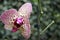 One orchid in garden