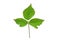 One Organic Blackberry rubus fruticosus leaf isolated