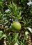 One organic green unripe lemon ripens on a tree in a garden