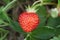 One organic strawberries no pesticides agriculture