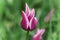 One ornamental, violet tulip with gren, blur background