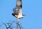 One osprey with damaged leg take off from the tree