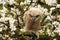 One owl chick eagle owl sits in a tree full of white blossoms. Closeup of a six week old bird with orange eyes