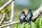 One pair female and male Gray-rumped Treeswift perching and resting