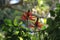 One pair of Mulungu details photo, Erythrina speciosa, Erythrina flower, Brazilian species, Cerrado and Atlantic Forest species