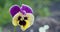 One pansy flower shivers in the wind, Viola tricolor, close up, selective focus.