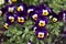 One Pansy Viola Wittrockiana Flower, type Matrix White Purple Wing, close up