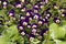 One Pansy Viola Wittrockiana Flower, type Matrix White Purple Wing, close up