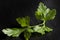 One parsley fresh leaf on slate