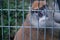 One PATAS monkey in cage looking at camera