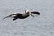 One pelican gliding over water