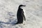 One penguin in snow on the shore of Antarctica. Penguins are wat