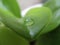One perfect Drop of Water on a Thick Green Leaf of the Houseplant Crassula ovata jade plant, lucky plant, money plant or money
