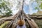 One person looking at Ta Prohm famous jungle tree roots embracing Angkor temples, revenge of nature against human buildings,