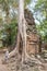 One person looking at Ta Prohm famous jungle tree roots embracing Angkor temples, revenge of nature against human buildings,