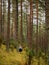 One person searching for a mushrooms in an autumn deep forest. mushroomer in a woods